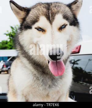 Portrait de chien Husky Sibérien face langue maternelle Banque D'Images