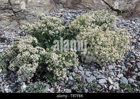 Crambe maritima, communément connu sous le nom de chou frisé, de la mer, Mer Seakale Cole, benoîte officinale la mer. Photographie prise sur l'île d'Anglesey en Galles du Nord. Banque D'Images