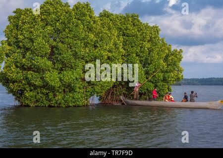 L'île de Munroe, Kollam, Kerala, Inde - 26 mai 2019 : balade en canoë dans la mangrove entre Banque D'Images