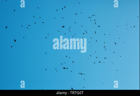 Beaucoup d'oiseaux silhouettes noires volant dans le ciel bleu. Volée de corbeaux voler, la liberté, l'horreur halloween concept paysage. La terreur des animaux Banque D'Images