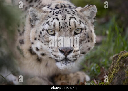 Snow Leopard head shot (portrait) Banque D'Images