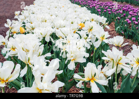 Tulipes blanches de plus en plus de terrain au printemps après la pluie Banque D'Images