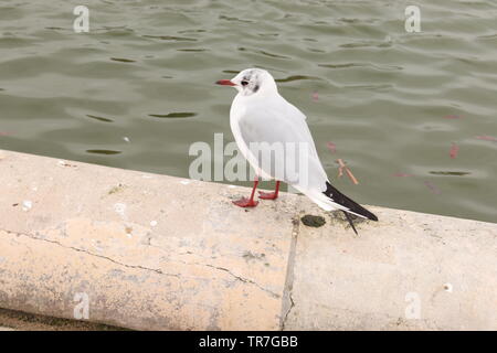 Photo d'un oiseau perché sur le bord du grand bassin rond dans le jardin des Tuileries, Paris. Banque D'Images