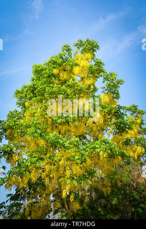Très belle fleur jaune, direction générale de l'accrocher sur l'arbre d'or douche et fond de ciel bleu / plante Cassia fistula Banque D'Images