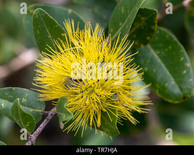 'Jaune ohi'a Lehua tree Banque D'Images