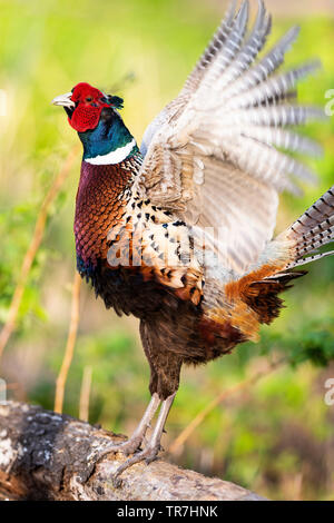 Un Coq faisan qui chantent au printemps dans le Dakota du Sud Banque D'Images