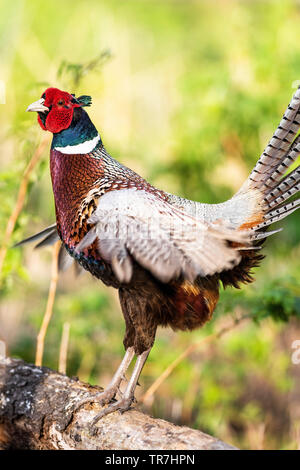 Un Coq faisan qui chantent au printemps dans le Dakota du Sud Banque D'Images