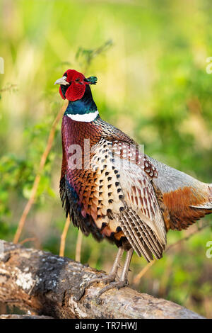 Un Coq faisan qui chantent au printemps dans le Dakota du Sud Banque D'Images