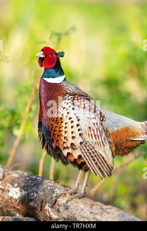 Un Coq faisan qui chantent au printemps dans le Dakota du Sud Banque D'Images