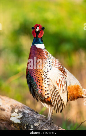 Un Coq faisan qui chantent au printemps dans le Dakota du Sud Banque D'Images