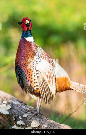 Un Coq faisan qui chantent au printemps dans le Dakota du Sud Banque D'Images