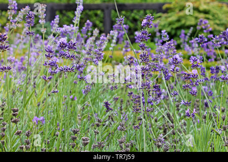 La lavande en fleurs dans un jardin de près. Banque D'Images