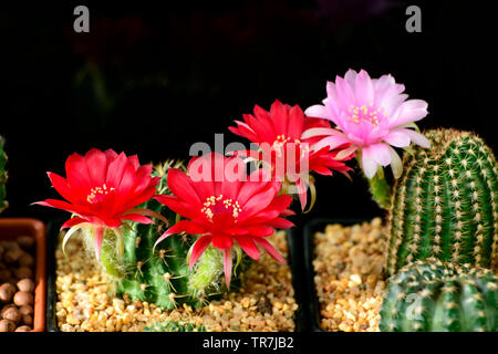 Fleurs rouges et roses de Lobivia spp. sur fond noir. Banque D'Images