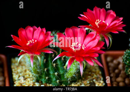 Les fleurs rouges de Lobivia spp. sur fond noir. Banque D'Images