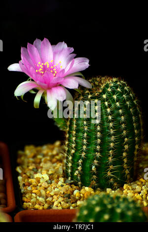 Fleurs roses de Lobivia spp. sur fond noir. Banque D'Images