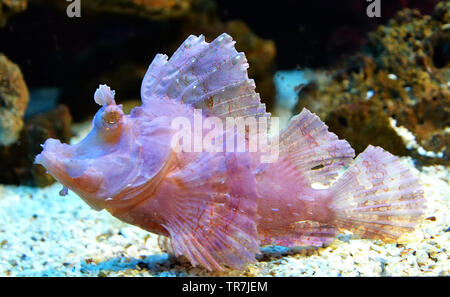Weedy scorpionfish natation sous-marine aquarium aquarium / Rhinopias frondosa leaf poisson scorpion Banque D'Images