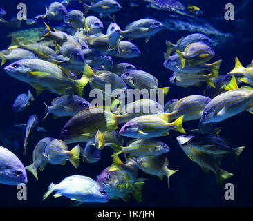 Poissons de l'école de nage du poisson vivaneau bordée bleu marine life underwater ocean / Lutjanus kasmira Banque D'Images