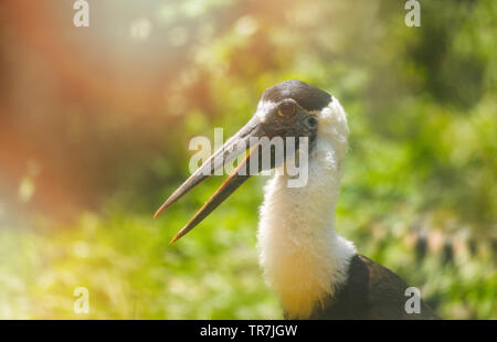 - Blanc à col laineux stork bird on ferme dans le sanctuaire de la faune / Ciconia episcopus Banque D'Images