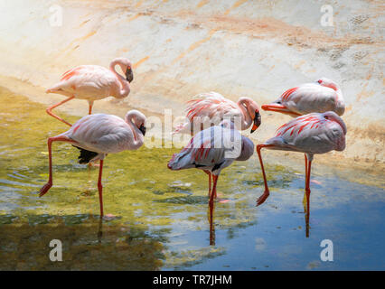 Groupe de blanc rose flamant rose d'oiseaux sur l'étang de l'eau dans le sanctuaire de la faune Banque D'Images