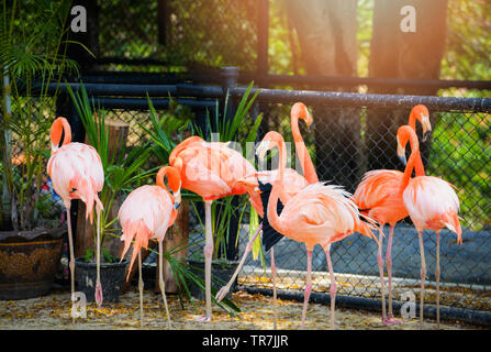 Occidental Grand flamenco flamingo bird farm / Groupe d'orange flamant rose oiseaux dans le sanctuaire de la faune Banque D'Images