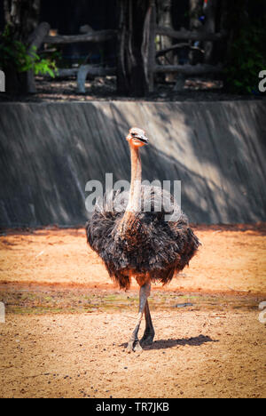 L'UEM ou grand oiseau autruche ferme à pied dans le sanctuaire de la faune / Common ostrich Struthio camelus - Oiseaux Banque D'Images