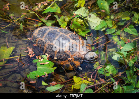 Des tortues d'eau douce Piscine flottante sur l'étang / mangez des tortues plante morning glory Banque D'Images