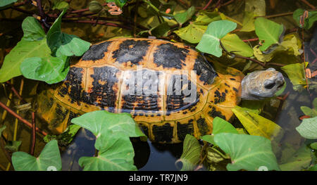 Des tortues d'eau douce Piscine flottante sur l'étang / mangez des tortues plante morning glory Banque D'Images