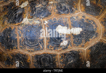 Close up de l'écaille de tortue induit une vue supérieure de la vieille s'est du vrai texture background Banque D'Images