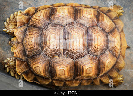 Close up of belle écaille de tortue vieille armature Vue de dessus a du vrai texture background Banque D'Images