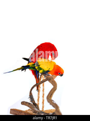 Couple d'amoureux d'oiseau perroquet Conure soleil rouge orange et jaune avec des couleurs de plumes sur fond blanc Banque D'Images