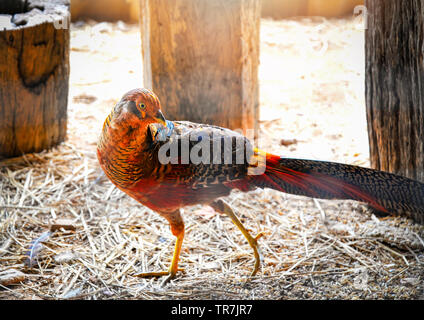 Belle Golden Pheasant balades colorées dans bird farm Banque D'Images