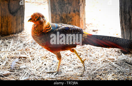 Belle Golden Pheasant balades colorées dans bird farm Banque D'Images