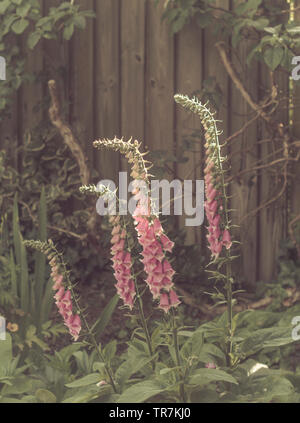 Digitales (Digitalis Purperea) en bordure de jardin Banque D'Images