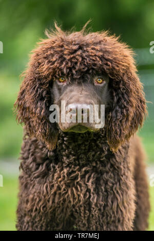 Irish water spaniel chien Banque D'Images