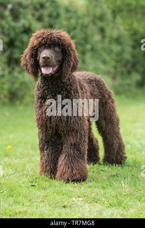 Irish water spaniel chien Banque D'Images