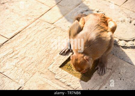 L'eau potable de singe près de Swayambhunath Stupa à Katmandou, Népal Banque D'Images