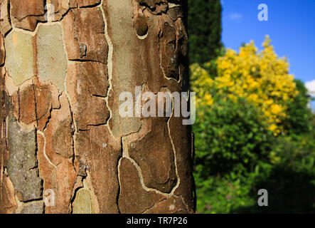 Close up of surface d'écorce de platane (européen) en plein soleil Banque D'Images