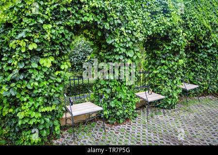 Plante verte la viticulture sur arch avec feuilles arbre et vintage chaise dans le jardin parc nature background Banque D'Images