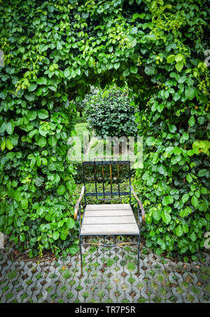 Plante verte la viticulture sur arch avec feuilles arbre et vintage chaise dans le jardin parc nature background Banque D'Images