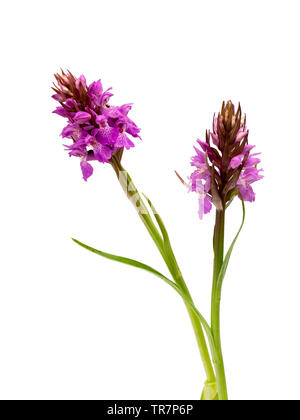 Au début de l'été fleurs des fleurs sauvages indigènes UK, Dactylorhiza praetermissa, les marais du sud ouest sur un fond blanc Banque D'Images