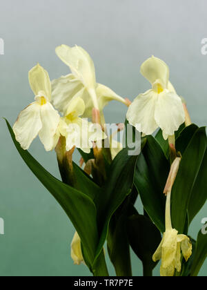 Jaune pâle, comme des fleurs d'orchidées du début de l'été fleurs de gingembre, Roscoea cauteyoides hardy 'Kew Beauty' Banque D'Images