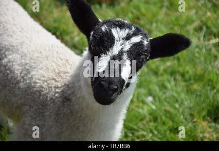 Noir et blanc mignon agneau mouchetée en Angleterre. Banque D'Images