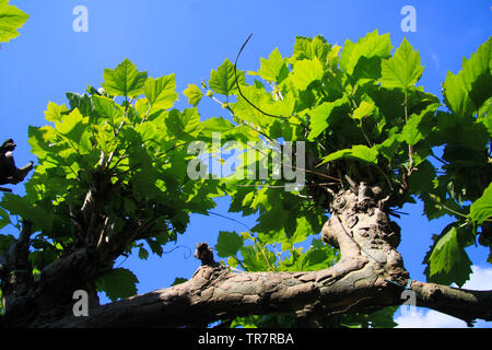 Low angle view sur la branche isolée avec des feuilles vertes d'avion sycamore tree against blue sky Banque D'Images