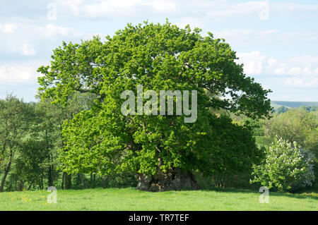 Wyndham juge's Oak, dans le village de Dorset Silton. C'est l'arbre le plus ancien dans le comté et la pensée d'être plus de mille ans. L'Angleterre. Banque D'Images