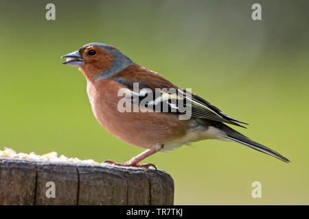 Chaffinch (Fringilla coelebs), homme sur un poteau, collines de Quantock, Somerset, England, UK. Banque D'Images