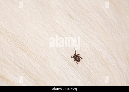 Un mâle, Ixodes ricinus, ramper dans les cheveux d'un Welsh Collie. Les tiques sont des parasites qui se nourrissent de sang et peut causer la maladie de Lyme Lyme, borrelios Banque D'Images