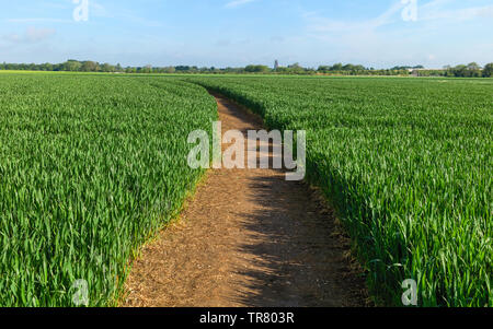 Sentier à travers la campagne anglaise flanquée de champ de blé dans la région de Beverley, Yorkshire, UK. Banque D'Images