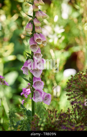 La digitale pourpre (Digitalis purpurea ) croissant dans le soleil d'été, Allium fleurs sont en bas à droite de l'image. Banque D'Images