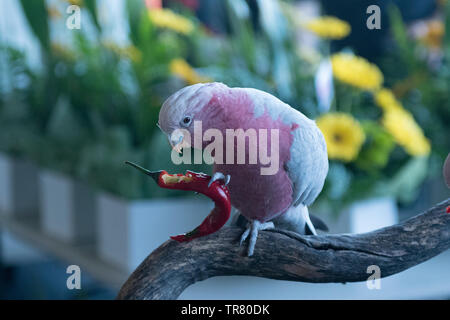 Sauvé Un cacatoès Rosalbin rose et gris (Eolophus roseicapilla), un oiseau d'Australie, de manger les graines d'un piment. Banque D'Images