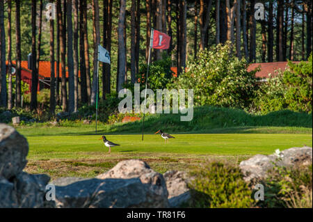Un couple d'huîtriers (Haematopus ostralegus Eurasian) sur un terrain de golf. Banque D'Images